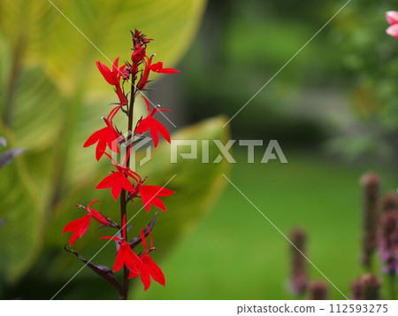 Cherry sage flowers and copy space Cherry sage flowers and copy space 112593275