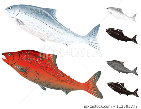 兩種帶有可愛面孔的鮭魚和鱒魚插圖集（單色和剪影） 112593772