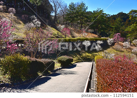 New Yoshino Umesato after felling, Ome City, Tokyo 112594151