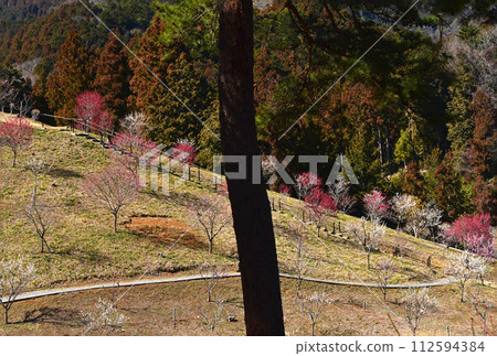 New Yoshino Umesato after felling, Ome City, Tokyo New Yoshino Umesato after felling, Ome City, Tokyo 112594384