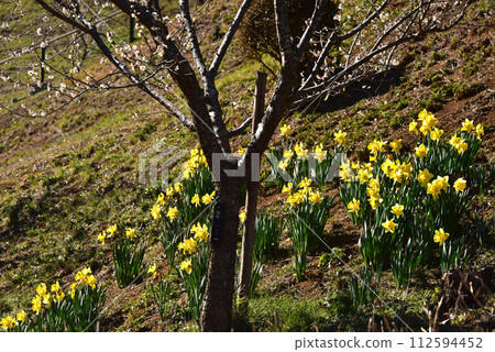 New Yoshino Umesato after felling, Ome City, Tokyo 112594452