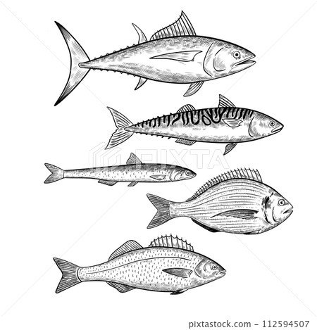 Set of commercial fishes species. Seafood fish. Isolated design elements. Vector illustration in black and white engraving style. Set of commercial fishes species. Seafood fish. Isolated design elements. Vector illustration in black and white engraving style. 112594507