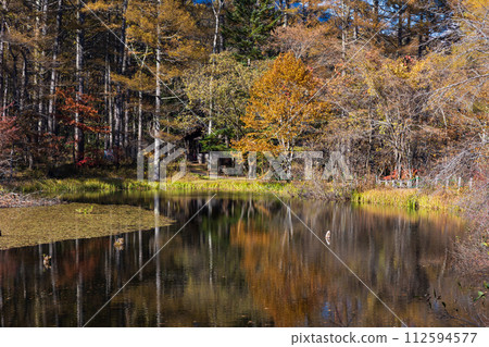Nagano in autumn, Togakushi Midorigaike at the best time to see the autumn leaves 112594577