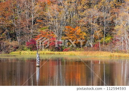 Nagano in autumn, Togakushi and Kagamiike at the peak of autumn leaves Nagano in autumn, Togakushi and Kagamiike at the peak of autumn leaves 112594593