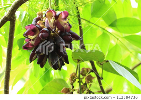 天然植物：黃瓜，總狀花序為長約10公分的簇狀。豆科植物特有的花朵呈現神秘的深紫色。 112594736