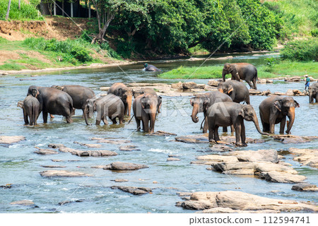Sri Lankan elephants living at Pinnawala village of Sri Lanka. Pinnawala has the largest herd of captive elephants in the world. Sri Lankan elephants living at Pinnawala village of Sri Lanka. Pinnawala has the largest herd of captive elephants in the world. 112594741