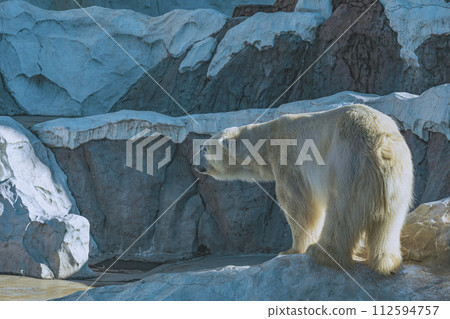 上野動物園北極熊展覽 112594757