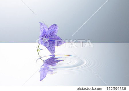 Bellflower floating on the water surface 112594886