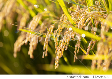 Rice earrings shining golden color 112594890