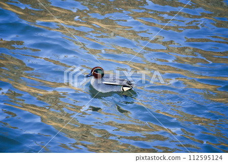 信濃川安城堤壩上的小鴨子 112595124