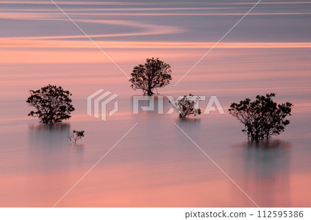 Mangrove floating in the sea at sunrise Mangrove floating in the sea at sunrise 112595386