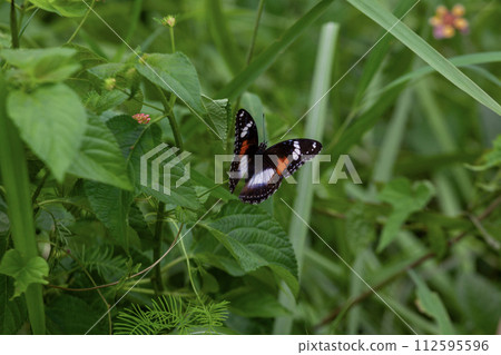 butterfly on a leaf 112595596