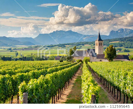 landscape with vineyard landscape with vineyard 112595645