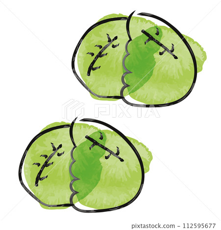 hand painted watercolor cute cabbage hand painted watercolor cute cabbage 112595677