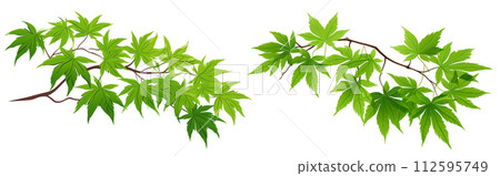 Background material wallpaper, Japanese maple, fresh green, branch, leaf, Japanese style, temple, title, can be used horizontally, copy space, white background 112595749