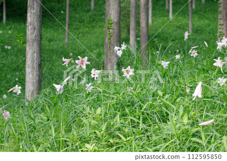 日本百合是一種在森林和陰涼處開花的稀有植物。禦岳森林的筱百合 112595850