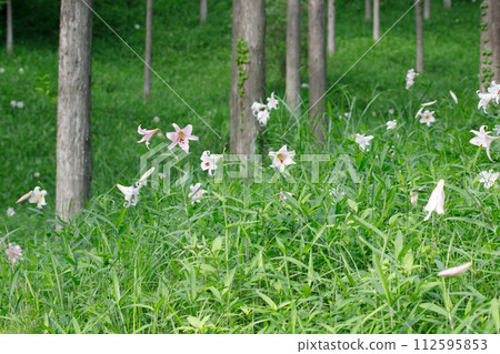 The Japanese lily is a rare plant that blooms in forests and in the shade. Mitake Forest's Sasayuri 112595853