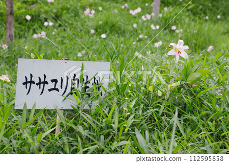 A sign for the Japanese lily, a rare plant that blooms in forests and in the shade, and its natural habitat. A sign for the Japanese lily, a rare plant that blooms in forests and in the shade, and its natural habitat. 112595858