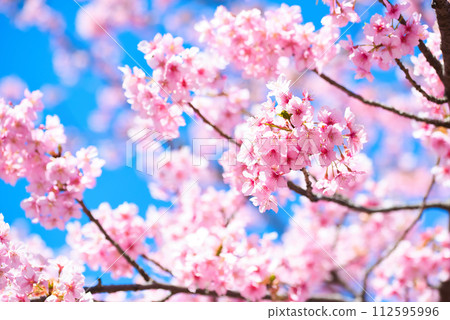 代代木公園早盛開的河津櫻花春天 代代木公園早盛開的河津櫻花春天 112595996