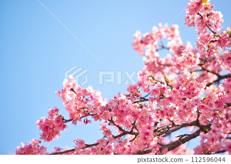 Yoyogi Park Early Blooming Kawazu Sakura Spring Yoyogi Park Early Blooming Kawazu Sakura Spring 112596044
