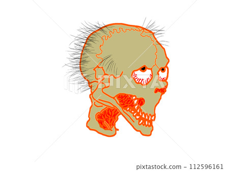 毛茸茸的頭骨,頭 毛茸茸的頭骨,頭 112596161