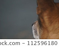 Dog looking far away 112596180