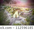 A radish that looks like a human foot 112596185