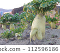 Overgrown radish 112596186