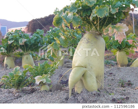 Overgrown radish Overgrown radish 112596186