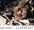 A chestnut that fell on a mountain bathed in the morning sun 112596187