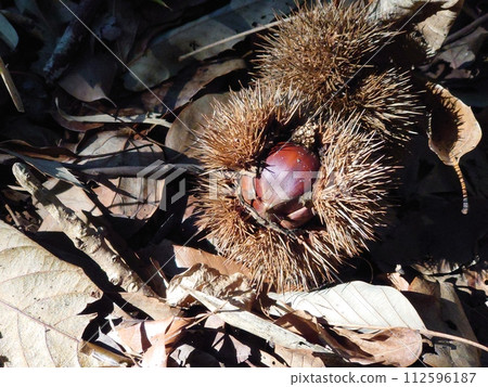 A chestnut that fell on a mountain bathed in the morning sun 112596187