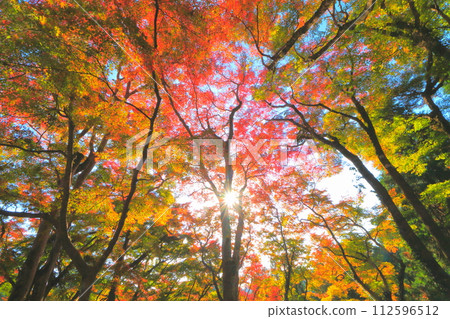 Maple forest in autumn leaves (sunbeams filtering through the leaves) 112596512