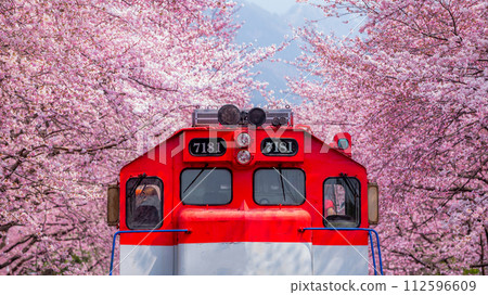Cherry blossom festival at Yeojwacheon Stream, Jinhae Gunhangje festival, Jinhae, South Korea, Cherry blossom with train in South Korea is the popular cherry blossom, jinhae South Korea. Cherry blossom festival at Yeojwacheon Stream, Jinhae Gunhangje festival, Jinhae, South Korea, Cherry blossom with train in South Korea is the popular cherry blossom, jinhae South Korea. 112596609