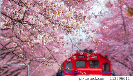 Cherry blossom festival at Yeojwacheon Stream, Jinhae Gunhangje festival, Jinhae, South Korea, Cherry blossom with train in South Korea is the popular cherry blossom, jinhae South Korea. 112596611