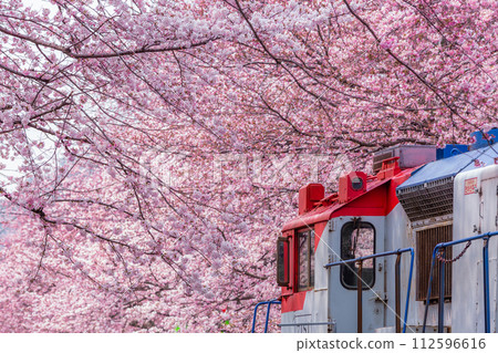 Cherry blossom festival at Yeojwacheon Stream, Jinhae Gunhangje festival, Jinhae, South Korea, Cherry blossom with train in South Korea is the popular cherry blossom, jinhae South Korea. Cherry blossom festival at Yeojwacheon Stream, Jinhae Gunhangje festival, Jinhae, South Korea, Cherry blossom with train in South Korea is the popular cherry blossom, jinhae South Korea. 112596616