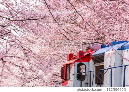 Cherry blossom festival at Yeojwacheon Stream, Jinhae Gunhangje festival, Jinhae, South Korea, Cherry blossom with train in South Korea is the popular cherry blossom, jinhae South Korea. Cherry blossom festival at Yeojwacheon Stream, Jinhae Gunhangje festival, Jinhae, South Korea, Cherry blossom with train in South Korea is the popular cherry blossom, jinhae South Korea. 112596623