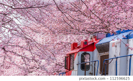 Cherry blossom festival at Yeojwacheon Stream, Jinhae Gunhangje festival, Jinhae, South Korea, Cherry blossom with train in South Korea is the popular cherry blossom, jinhae South Korea. 112596625