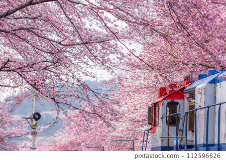 Cherry blossom festival at Yeojwacheon Stream, Jinhae Gunhangje festival, Jinhae, South Korea, Cherry blossom with train in South Korea is the popular cherry blossom, jinhae South Korea. 112596626