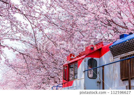 Cherry blossom festival at Yeojwacheon Stream, Jinhae Gunhangje festival, Jinhae, South Korea, Cherry blossom with train in South Korea is the popular cherry blossom, jinhae South Korea. 112596627