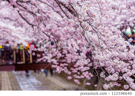 Cherry blossom festival at Yeojwacheon Stream, Jinhae Gunhangje festival, Jinhae, South Korea, Cherry blossom with train in South Korea is the popular cherry blossom, jinhae South Korea. 112596640