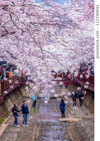 Cherry blossom festival at Yeojwacheon Stream, Jinhae Gunhangje festival, Jinhae, South Korea, Cherry blossom with train in South Korea is the popular cherry blossom, jinhae South Korea. 112596642