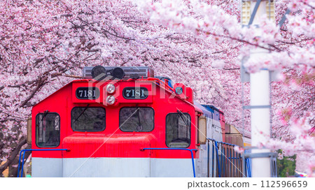 Cherry blossom festival at Yeojwacheon Stream, Jinhae Gunhangje festival, Jinhae, South Korea, Cherry blossom with train in South Korea is the popular cherry blossom, jinhae South Korea. 112596659