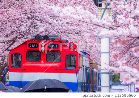 Cherry blossom festival at Yeojwacheon Stream, Jinhae Gunhangje festival, Jinhae, South Korea, Cherry blossom with train in South Korea is the popular cherry blossom, jinhae South Korea. Cherry blossom festival at Yeojwacheon Stream, Jinhae Gunhangje festival, Jinhae, South Korea, Cherry blossom with train in South Korea is the popular cherry blossom, jinhae South Korea. 112596660