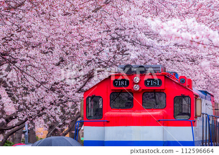 Cherry blossom festival at Yeojwacheon Stream, Jinhae Gunhangje festival, Jinhae, South Korea, Cherry blossom with train in South Korea is the popular cherry blossom, jinhae South Korea. Cherry blossom festival at Yeojwacheon Stream, Jinhae Gunhangje festival, Jinhae, South Korea, Cherry blossom with train in South Korea is the popular cherry blossom, jinhae South Korea. 112596664