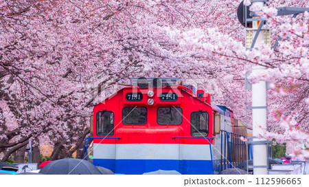 Cherry blossom festival at Yeojwacheon Stream, Jinhae Gunhangje festival, Jinhae, South Korea, Cherry blossom with train in South Korea is the popular cherry blossom, jinhae South Korea. 112596665