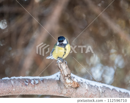 Cute bird Great tit, songbird sitting on a branch without leaves in the autumn or winter. Cute bird Great tit, songbird sitting on a branch without leaves in the autumn or winter. 112596710