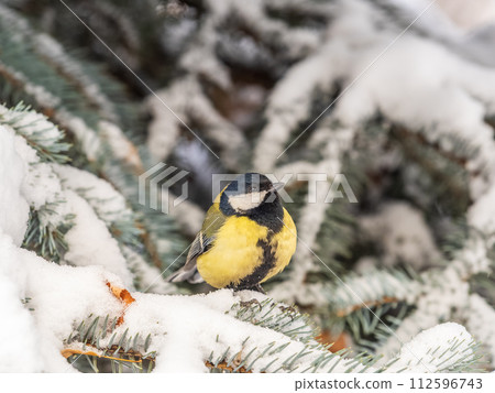 Cute bird Great tit, songbird sitting on the fir branch with snow in winter 112596743