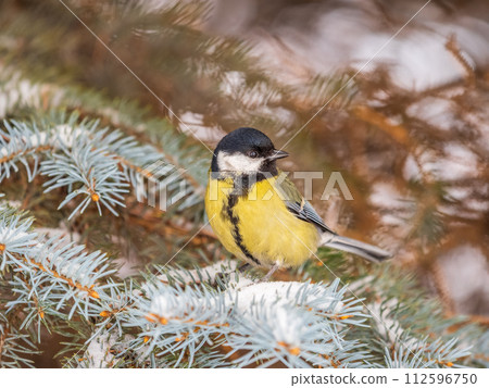 Cute bird Great tit, songbird sitting on the fir branch with snow in winter 112596750