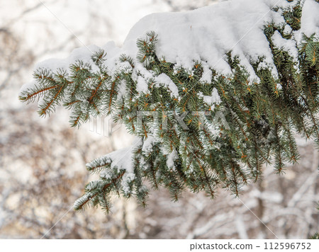 Green fir branches in winter covered with snow Green fir branches in winter covered with snow 112596752