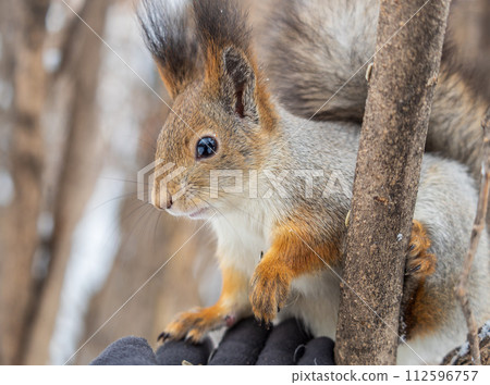The squirrel sits on a branches without leaves in the winter or autumn 112596757
